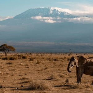 Kilimanjaro Trekking Adventure