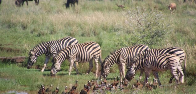 Arusha National Park