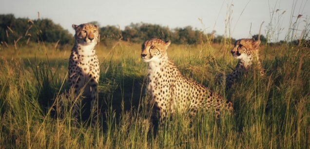 Ruaha National Park