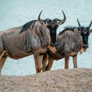 Southern Tanzania Wilderness