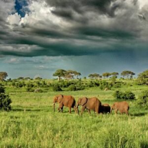 Tarangire and Lake Eyasi Explorer